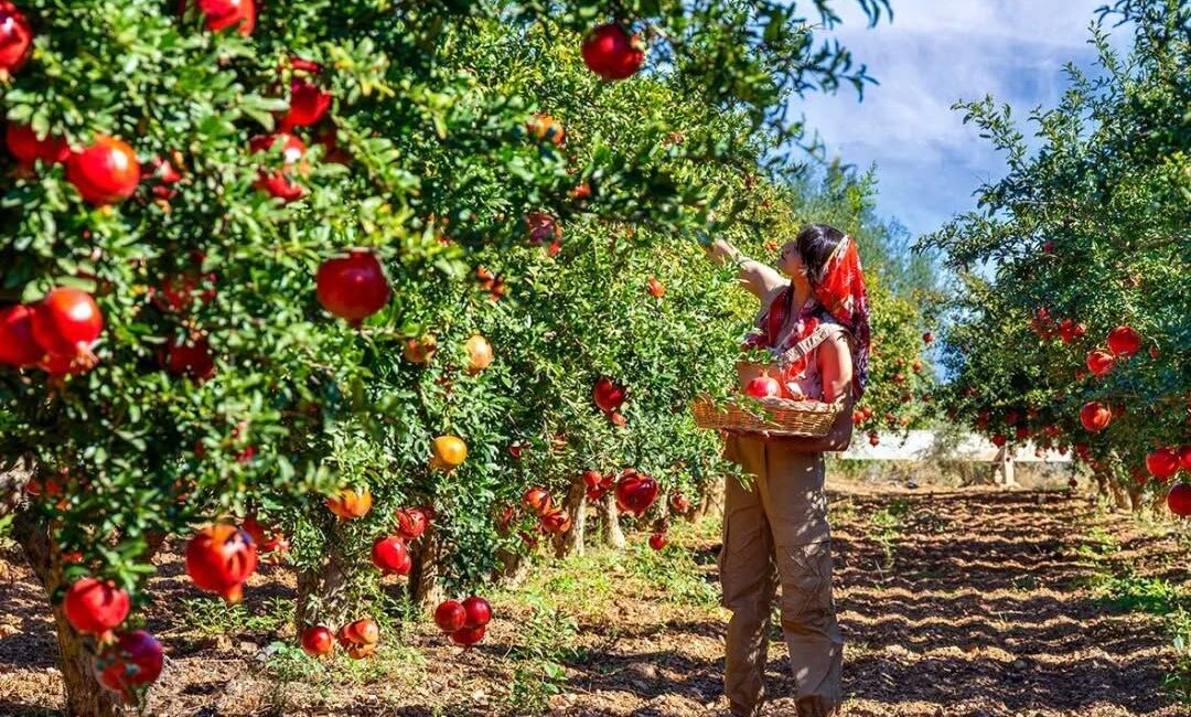 Türkiye genelinde nar hasadı sürerken, Muğla’nın Ortaca ilçesi bu yıl