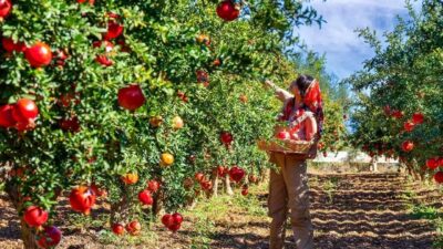 Türkiye genelinde nar hasadı sürerken, Muğla’nın Ortaca ilçesi bu yıl