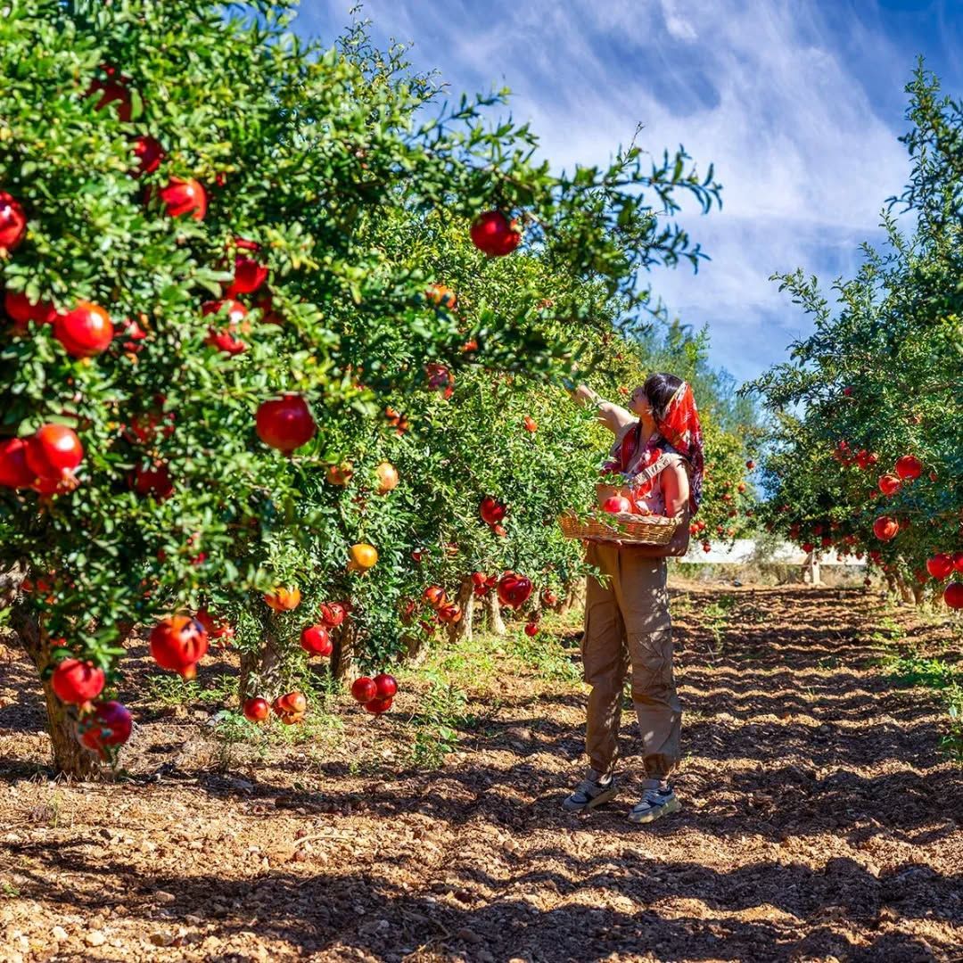 Türkiye genelinde nar hasadı sürerken, Muğla’nın Ortaca ilçesi bu yıl