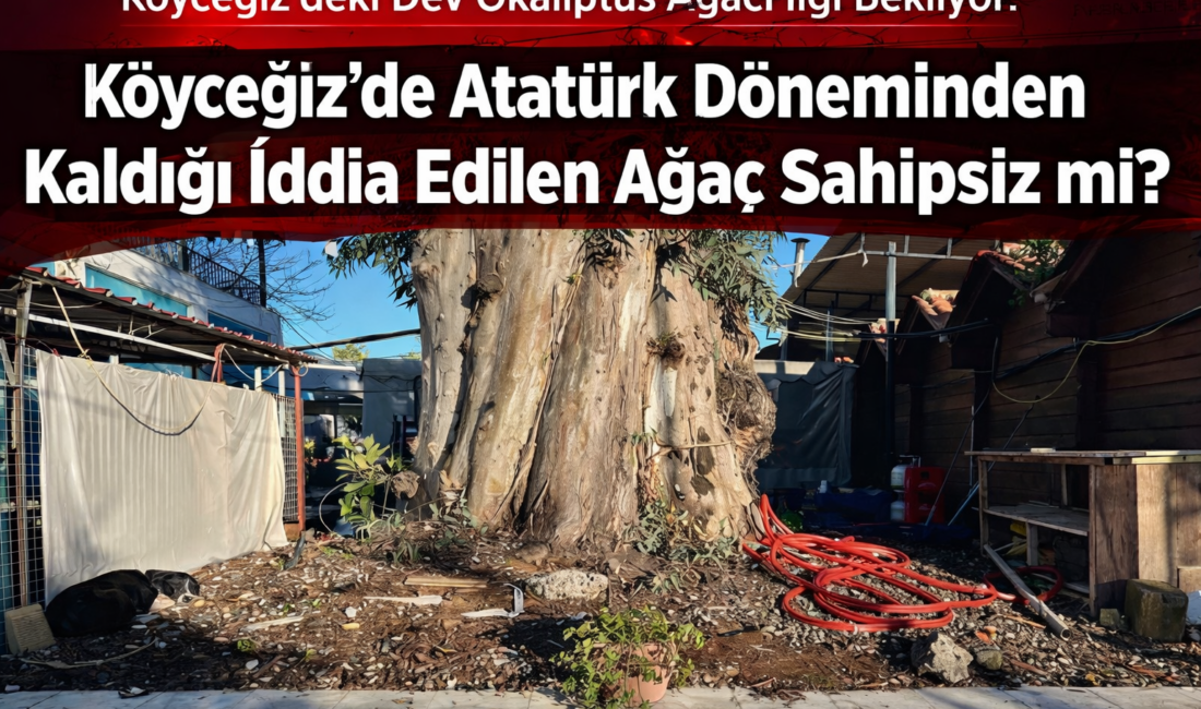 Köyceğiz’de Atatürk Döneminden Kaldığı İddia Edilen Ağaç Sahipsiz mi? Muğla’nın