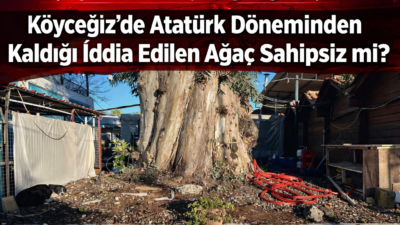 Köyceğiz’de Atatürk Döneminden Kaldığı İddia Edilen Ağaç Sahipsiz mi? Muğla’nın