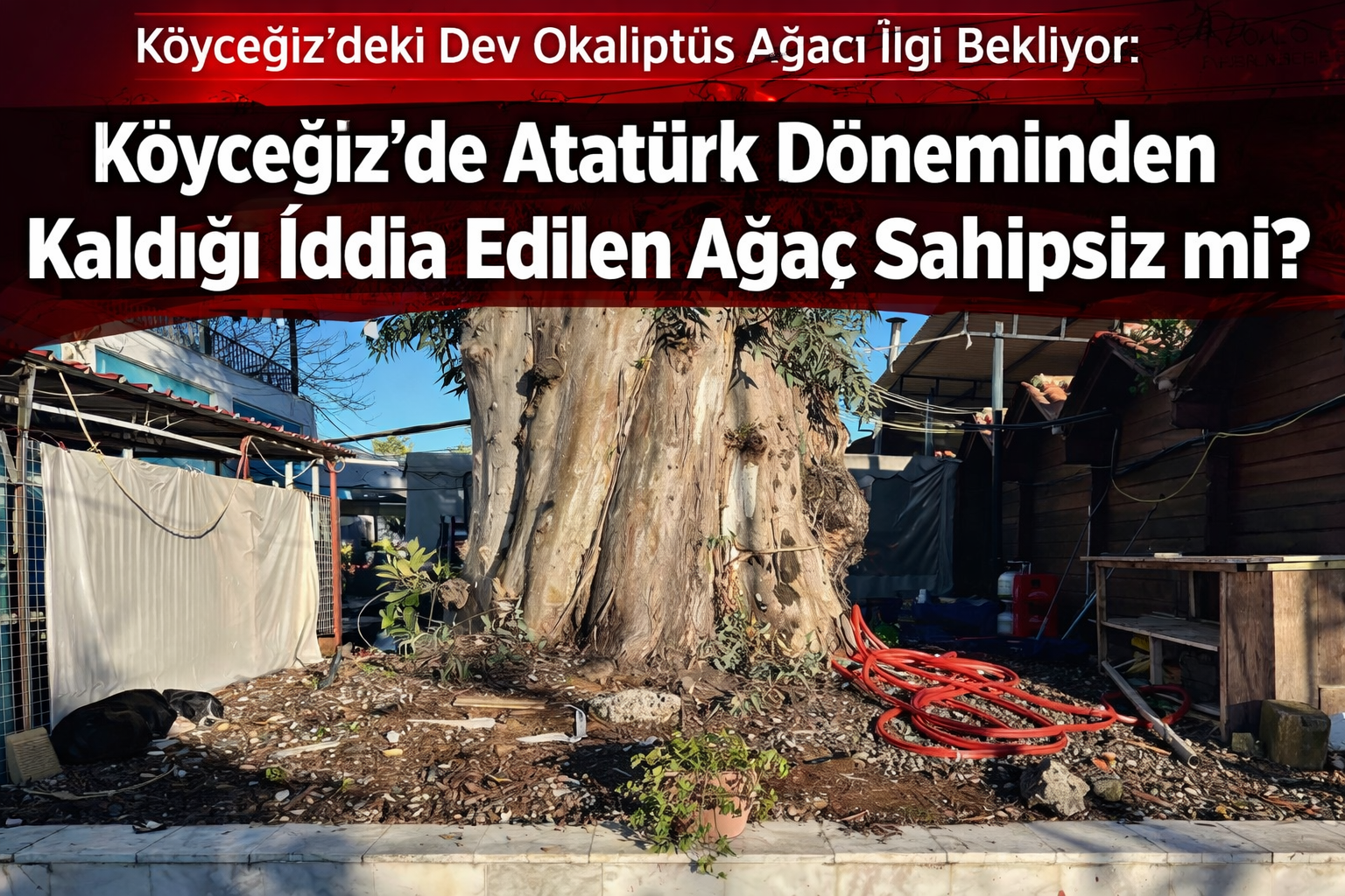 Köyceğiz’de Atatürk Döneminden Kaldığı İddia Edilen Ağaç Sahipsiz mi? Muğla’nın