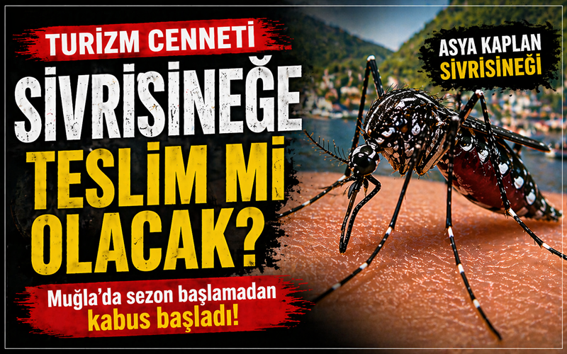 Muğla’da yaz sezonu daha başlamadan sivrisinek sorunu yeniden gündeme oturdu.